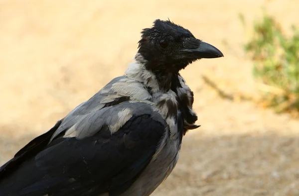 Graue Krähe Sitzt Auf Einem Stein Und Pickt Nüsse — Stockfoto