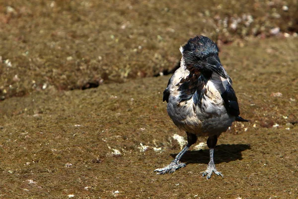 Corvo Grigio Siede Una Pietra Noci Becco — Foto Stock