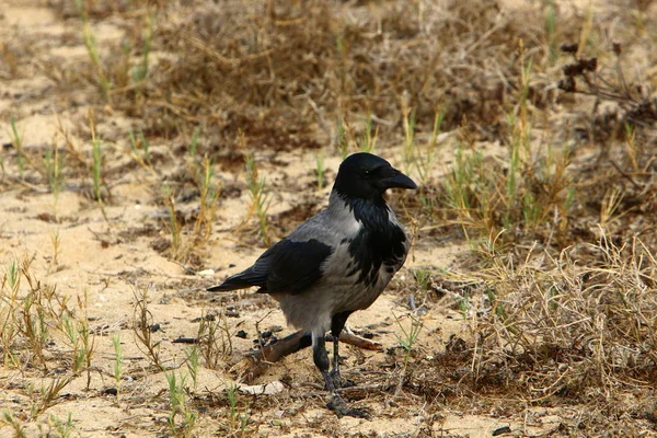 Corbeau Gris Assis Sur Une Pierre Picore Noix — Photo