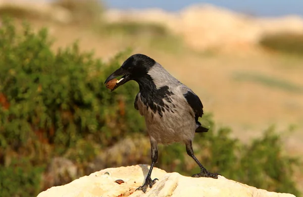 灰色的乌鸦坐在石头上 舔坚果 — 图库照片