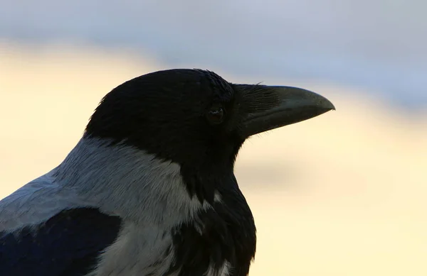 Szürke Varjú Egy Kövön Pecks Dió — Stock Fotó