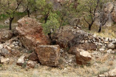 Kuzey İsrail bir açık şehir parkında taş yalan 