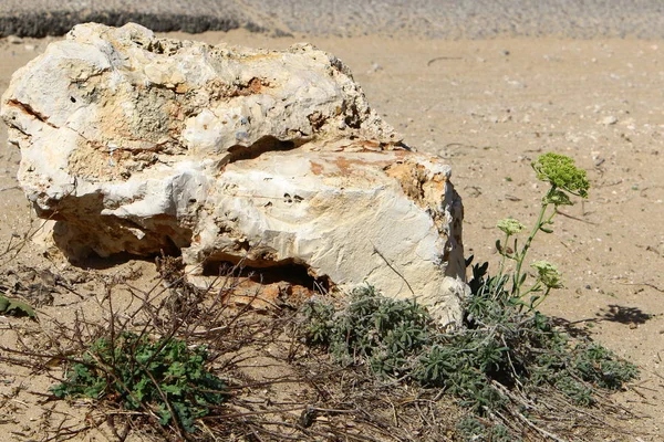 Pedras Encontram Parque Urbano Aberto Norte Israel — Fotografia de Stock