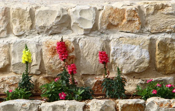 Kameny Leží Parku Otevřené Město Severním Izraeli — Stock fotografie