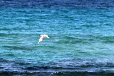 Akdeniz'de İsrail devletinin kuzey kıyısında 