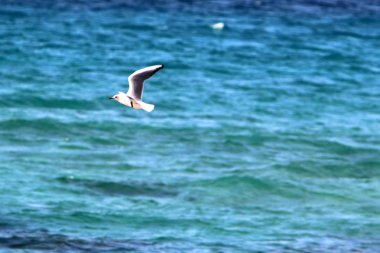 Akdeniz'de İsrail devletinin kuzey kıyısında 