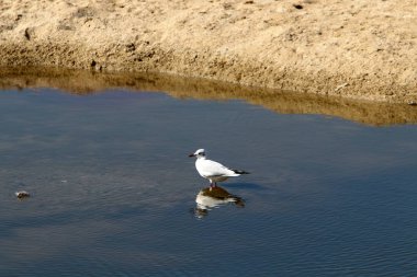 Akdeniz'de İsrail devletinin kuzey kıyısında 