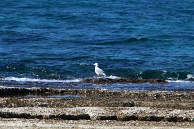 Akdeniz'de İsrail devletinin kuzey kıyısında 