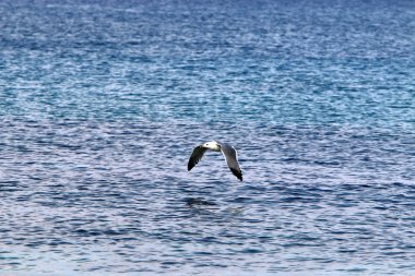 Akdeniz'de İsrail devletinin kuzey kıyısında 