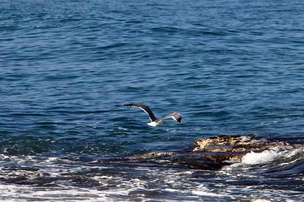 Côte Mer Méditerranée Nord État Israël — Photo