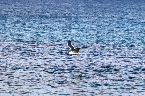 Akdeniz'de İsrail devletinin kuzey kıyısında 