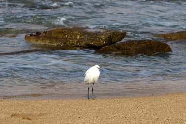 Akdeniz'de İsrail devletinin kuzey kıyısında 