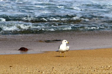 Akdeniz'de İsrail devletinin kuzey kıyısında 