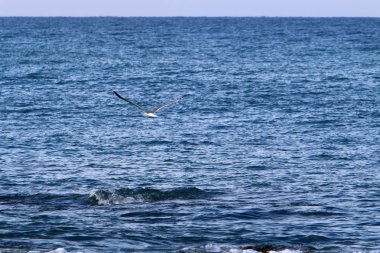 Akdeniz'de İsrail devletinin kuzey kıyısında 