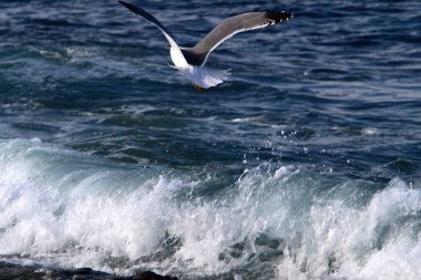 Akdeniz'de İsrail devletinin kuzey kıyısında 