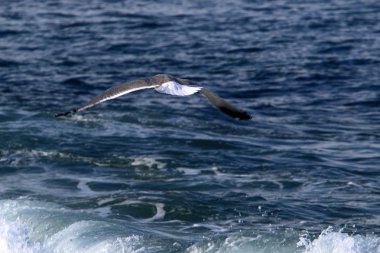 Akdeniz'de İsrail devletinin kuzey kıyısında 