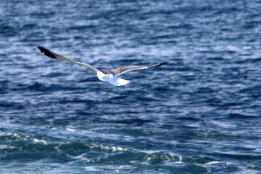 Akdeniz'de İsrail devletinin kuzey kıyısında 