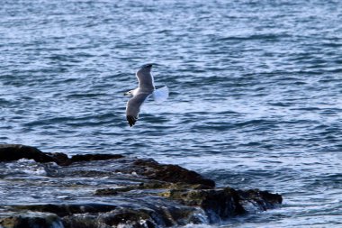 Akdeniz'de İsrail devletinin kuzey kıyısında 