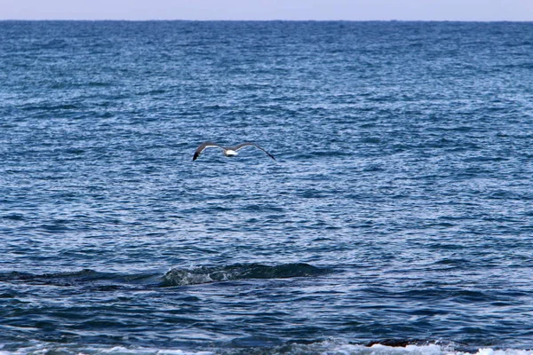 Côte Mer Méditerranée Nord État Israël — Photo