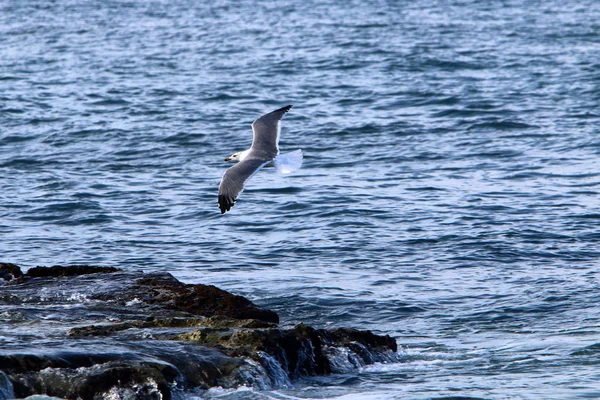 Côte Mer Méditerranée Nord État Israël — Photo