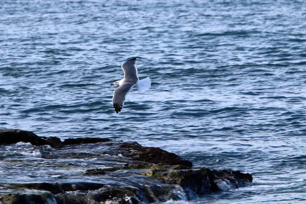Akdeniz'de İsrail devletinin kuzey kıyısında 