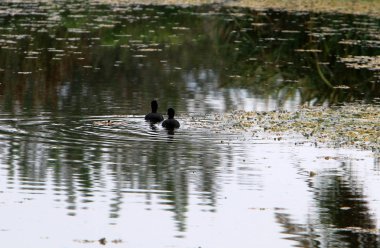 Kuzey İsrail'Doğa ve çiçek resimleri kapat 