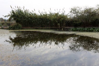 Kuzey İsrail'Doğa ve çiçek resimleri kapat 