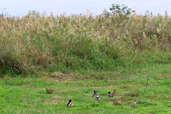 Imagens Natureza Flores Perto Norte Israel — Fotografia de Stock