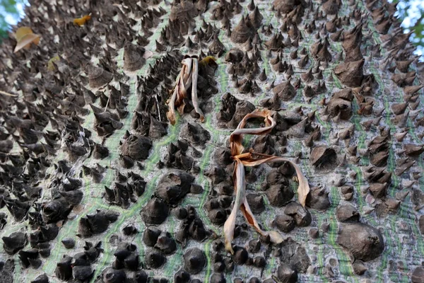 Images Nature Des Fleurs Gros Plan Dans Nord Israël — Photo