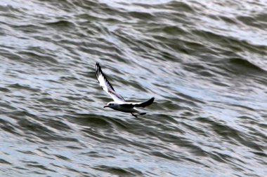 Martılar Kuzey İsrail'Akdeniz kıyısında 
