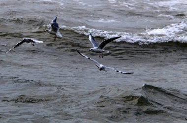 Martılar Kuzey İsrail'Akdeniz kıyısında 