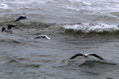 Martılar Kuzey İsrail'Akdeniz kıyısında 