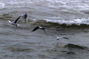 Martılar Kuzey İsrail'Akdeniz kıyısında 