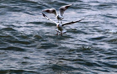 Martılar Kuzey İsrail'Akdeniz kıyısında 