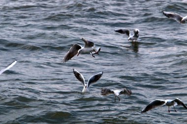 Martılar Kuzey İsrail'Akdeniz kıyısında 