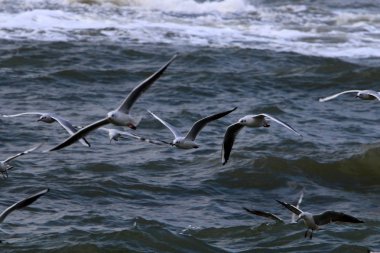 Martılar Kuzey İsrail'Akdeniz kıyısında 