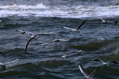 Martılar Kuzey İsrail'Akdeniz kıyısında 