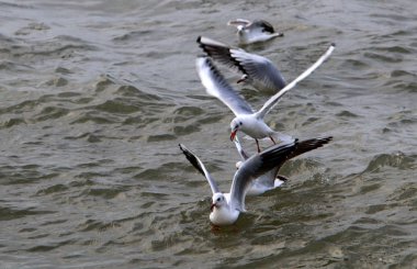 Martılar Kuzey İsrail'Akdeniz kıyısında 