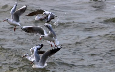 Martılar Kuzey İsrail'Akdeniz kıyısında 