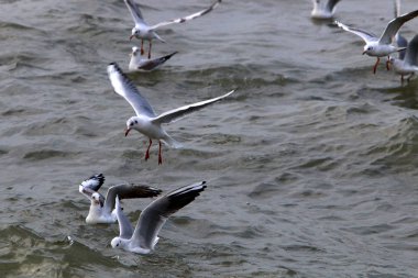 Martılar Kuzey İsrail'Akdeniz kıyısında 