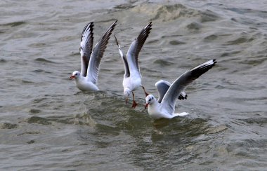 Martılar Kuzey İsrail'Akdeniz kıyısında 