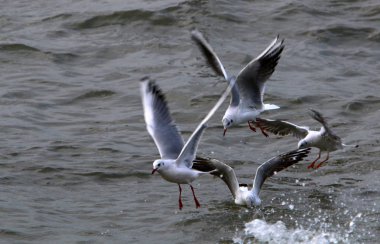 Martılar Kuzey İsrail'Akdeniz kıyısında 
