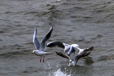 Martılar Kuzey İsrail'Akdeniz kıyısında 