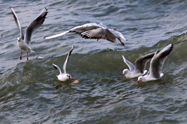 Martılar Kuzey İsrail'Akdeniz kıyısında 
