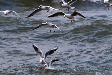 Martılar Kuzey İsrail'Akdeniz kıyısında 