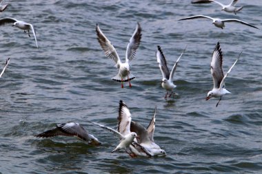 Martılar Kuzey İsrail'Akdeniz kıyısında 