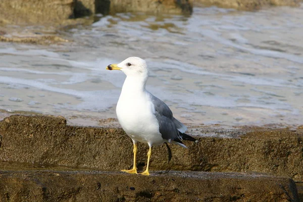 Seagulls Shores Mediterranean Northern Israel — Stock Photo, Image