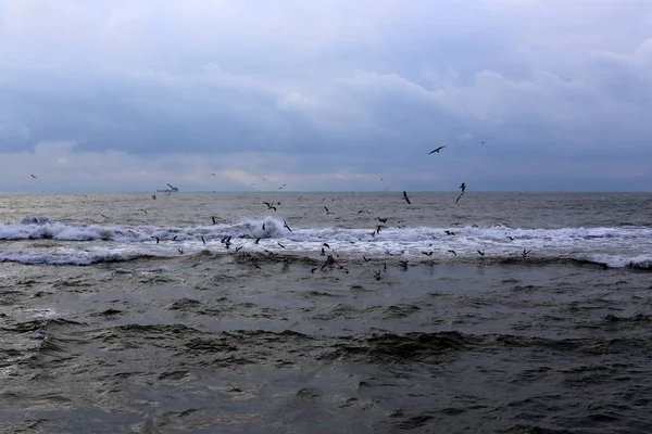 Gaivotas Nas Margens Mediterrâneo Norte Israel — Fotografia de Stock