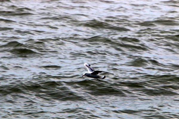 Seagulls Shores Mediterranean Northern Israel — Stock Photo, Image