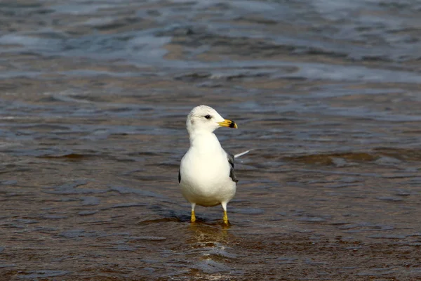 Gaivotas Nas Margens Mediterrâneo Norte Israel — Fotografia de Stock